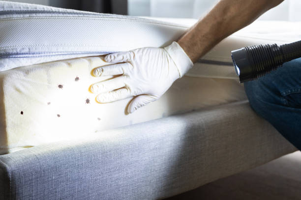 Best Local Pest Control Services  in Brainerd, MN